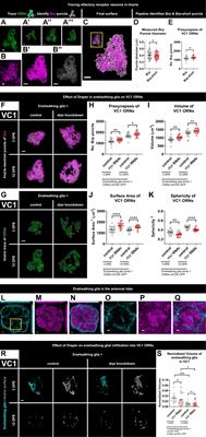 Early Draper-mediated glial refinement of neuropil architecture and synapse number in the Drosophila antennal lobe